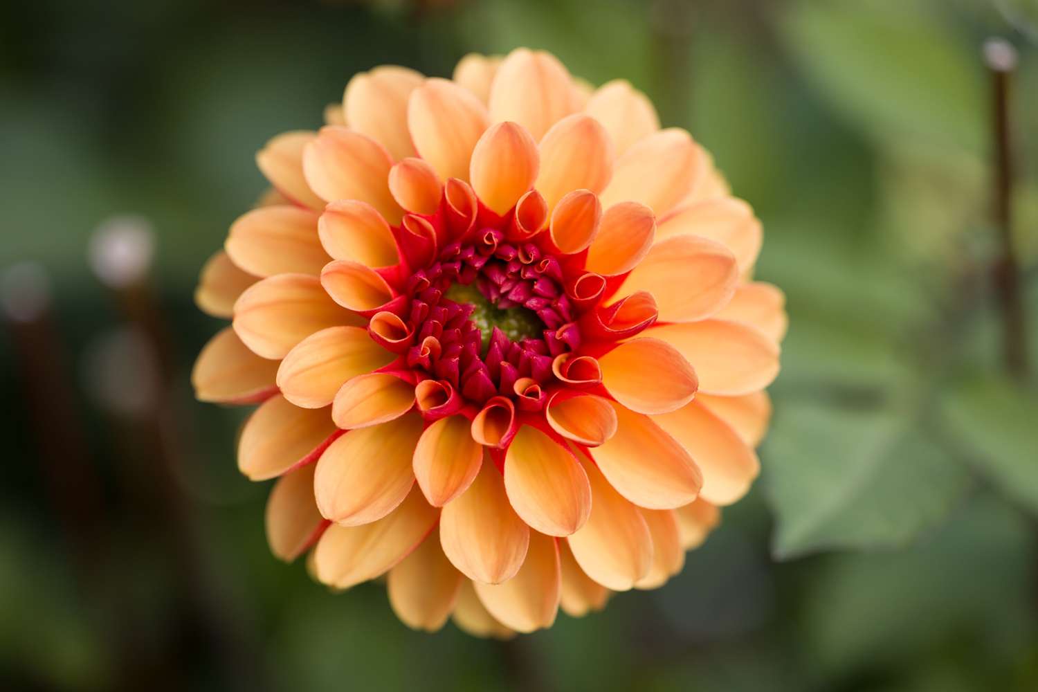 Dahlia 'American Sunset'